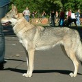 ANDARIEL WOLF Z PERONOWKI ANDARIEL WOLF Z PERONOWKI