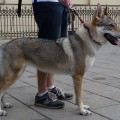 BAILEEN BEAST S DIVOKOU KRVI BAILEEN BEAST S DIVOKOU KRVI