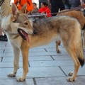 BRETHIL S DIVOKOU KRVI BRETHIL S DIVOKOU KRVI