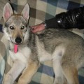 QUEREL LUPI DEL MONTALE