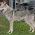 CASAR VON DER WOLFSSCHLEIFE