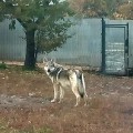 EPOHA VIKTORII LUCHSHAYA IZ LUCHSHIH EPOHA VIKTORII LUCHSHAYA IZ LUCHSHIH
