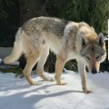 WOLKER VOGEL LUPI DEL MONTALE