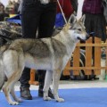 BAGHIRA LUPUS ARDOR