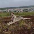 POKORITEL ZARI DJESSI YLVA