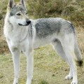 GRIGORI II Z PERONOWKI GRIGORI II Z PERONOWKI