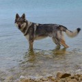 NARSIL YUKON S DIVOKOU KRVI NARSIL YUKON S DIVOKOU KRVI