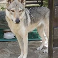 HEKSA III Z PERONOWKI HEKSA III Z PERONOWKI