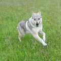 FENRIS HIMEROS II Z PERONOWKI FENRIS HIMEROS II Z PERONOWKI