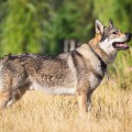 FREKI GREYWOLF S DIVOKOU KRVI FREKI GREYWOLF S DIVOKOU KRVI