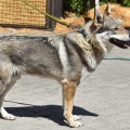 FILI WOLF S DIVOKOU KRVI FILI WOLF S DIVOKOU KRVI