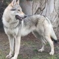 IZER UNTER WOLFEN IZER UNTER WOLFEN