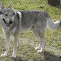 WOELFISCH WILHELM UNTER WOLFEN WOELFISCH WILHELM UNTER WOLFEN