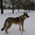 CHEYENNE II OD UHOSTE CHEYENNE II OD UHOSTE