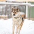 ARCTIC KARELIAN ARGANTHAN ARCTIC KARELIAN ARGANTHAN