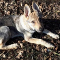 IMPET UNTER WOLFEN IMPET UNTER WOLFEN