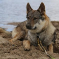 WOELFISH BRUNO UNTER WOLFEN WOELFISH BRUNO UNTER WOLFEN