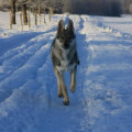 WOELFISH NEVILLE UNTER WOLFEN WOELFISH NEVILLE UNTER WOLFEN