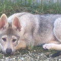 SEIJURO UNTER WOLFEN SEIJURO UNTER WOLFEN