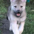 SHINGEKI UNTER WOLFEN SHINGEKI UNTER WOLFEN