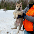 ARCTIC KARELIAN BASMA