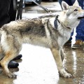 RAISING STAR CANITA RAISING STAR CANITA