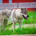 EIBI NIMUE WOLF S DIVOKOU KRVI EIBI NIMUE WOLF S DIVOKOU KRVI