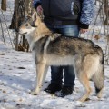 RAISING STAR EFRA RAISING STAR EFRA