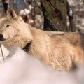 LUPINA --CANADIAN WOLF CANIS LUPUS OCCIDENTALIS--