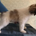 SIRIUS OT DOROSCHINOY SIRIUS OT DOROSCHINOY