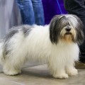 MATILDA TRIUMPHE ODIS MATILDA TRIUMPHE ODIS
