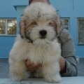 SHEYLA