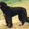 ARTUSH-YUL