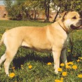 ADRIENA