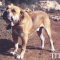 TITO