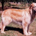 ASKA STORCHUV KRAJ