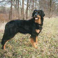 GARLETT VOM HOHEFELD