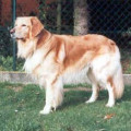 PANCHO VON ASCONA