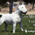 MININO BR DEL CORNIJAL