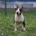 TRISTIBULL DAKOTA