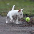 TRISTIXBULL NALIVKA