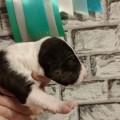 TRISTIBULL OGON