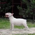 VELIKOLEPNA OT SOLNIKA