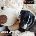AGAIN LOVE HITS