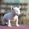 TRISTIXBULL  SNEZHOK