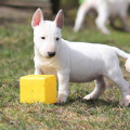 TRISTIXBULL SMUZI