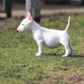 TRISTIXBULL  SMETANKA