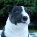 OMSTAR BULL SATIS