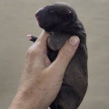 IRGEN GOLD CAPYBARA