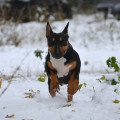 GINGERSNAP AFINA PALLADA GINGERSNAP AFINA PALLADA